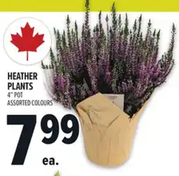 Metro HEATHER PLANTS offer