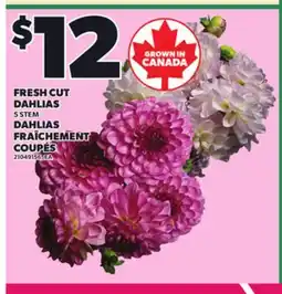 Independent Grocer FRESH CUT DAHLIAS, 5 STEM 5 STEM DAHLIAS offer