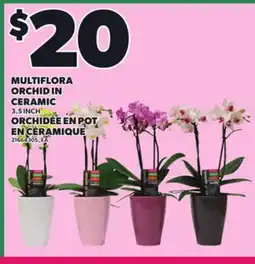Independent Grocer MULTIFLORA ORCHID IN CERAMIC, 3.5 INCH / ORCHIDÉE EN POT EN CÉRAMIQUE offer