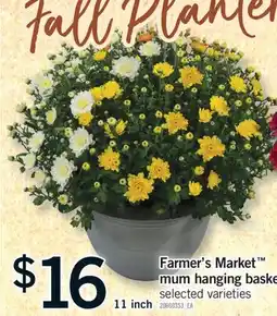 Fortinos FARMER'S MARKET MUM HANGING BASKET, 11 inch offer