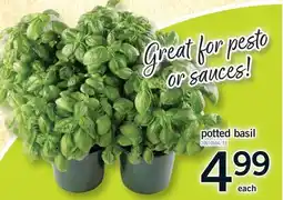 Fortinos POTTED BASIL offer