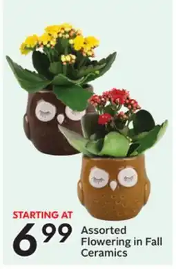Sobeys Assorted Flowering in Fall Ceramics offer