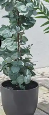 JYSK RIPA Artificial potted plant offer