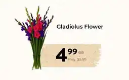 Marche Leo's Gladiolus Flower offer