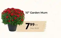Marche Leo's 10 Garden Mum offer
