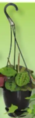IGA HANGING PLANT offer