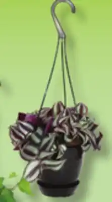 IGA LES INDISPENSABLES HANGING PLANT offer