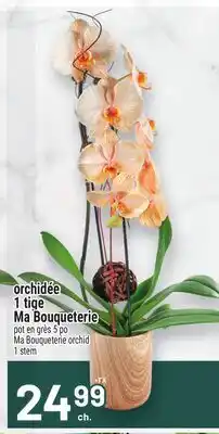 Metro ORCHIDÉE 1 TIGE MA BOUQUETERIE | MA BOUQUETERIE ORCHID 1 STEM offer