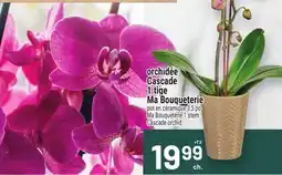 Metro ORCHIDÉE CASCADE 1 TIGE MA BOUQUETERIE | MA BOUQUETERIE 1 STEM CASCADE ORCHID offer