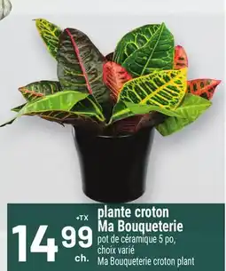 Metro PLANTE CROTON MA BOUQUETERIE | MA BOUQUETERIE CROTON PLANT offer