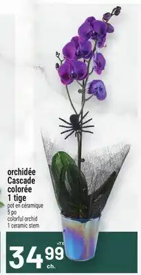Metro ORCHIDÉE CASCADE COLORÉE 1 TIGE | COLORFUL ORCHID 1 CERAMIC STEM offer