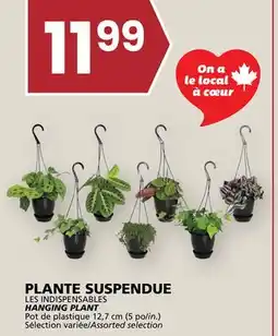 Rachelle-Bery Grocery LES INDISPENSABLES HANGING PLANT offer
