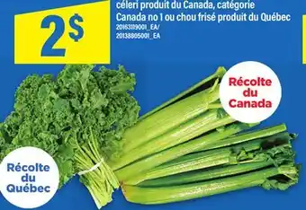Maxi CÉLERI OU CHOU FRISÉ offer