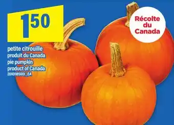Maxi PETITE CITROUILLE | PIE PUMPKIN offer
