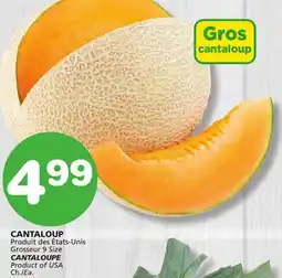 Marches Tradition CANTALOUPE offer