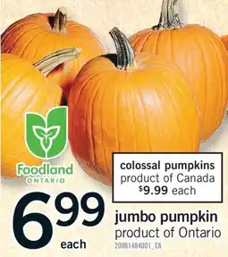 Fortinos JUMBO PUMPKIN offer