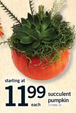 Fortinos SUCCULENT PUMPKIN offer