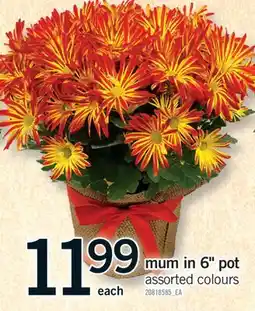 Fortinos MUM IN 6 POT offer