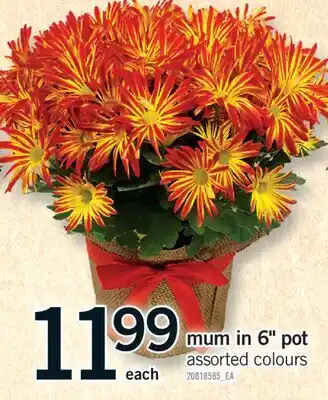 Fortinos MUM IN 6 POT offer