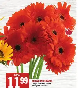 Foodland Large Gerbera Daisy Bouquet offer