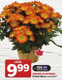 Foodland Potted Mums offer