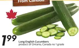 Sobeys Long English Cucumbers offer