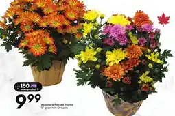 Sobeys Assorted Potted Mums offer