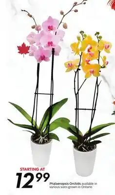 Sobeys Phalaenopsis Orchids offer
