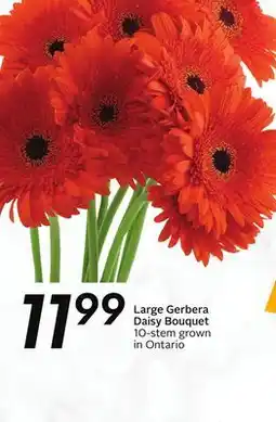 Sobeys Large Gerbera Daisy Bouquet offer