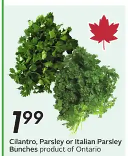 Sobeys Cilantro, Parsley or Italian Parsley Bunches offer