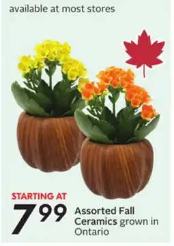 Sobeys Assorted Fall Ceramics offer