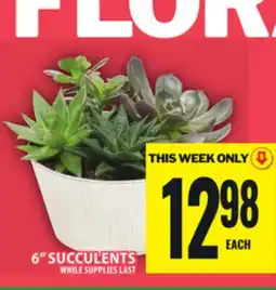 Food Basics 6 SUCCULENTS offer