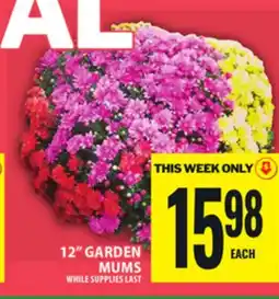 Food Basics 12 GARDEN MUMS offer