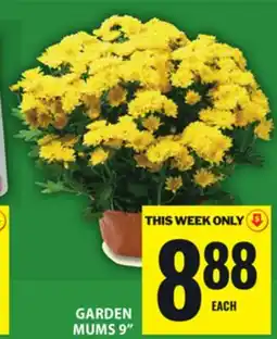 Food Basics GARDEN MUMS 9 offer