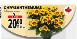 Metro CHRYSANTHEMUMS 6 POT offer