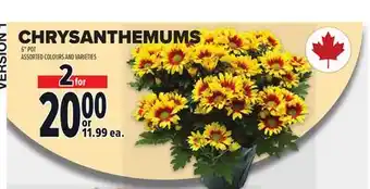 Metro CHRYSANTHEMUMS 6 POT offer