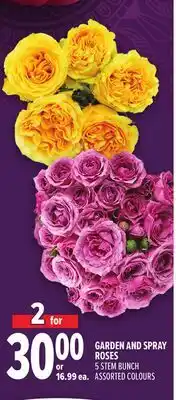 Metro GARDEN AND SPRAY ROSES offer