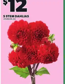 Loblaws 5 STEM DAHLIAS offer