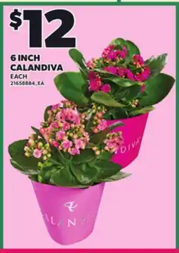 Loblaws 6 INCH CALANDIVA offer