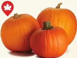 Longo's Fresh Harvest Pumpkins offer