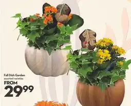 Longo's Fall Dish Garden offer