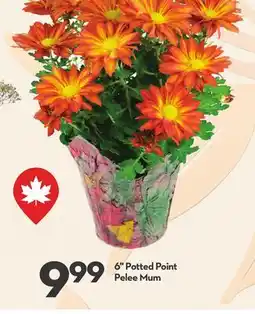Longo's 6 Potted Point Pelee Mum offer