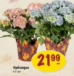 Farm Boy Hydrangea offer
