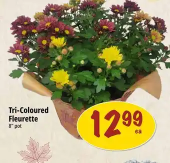 Farm Boy Tri-Coloured Fleurette offer