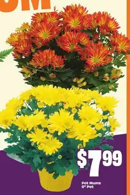 Chalo FreshCo Pot Mums 6 Pot offer
