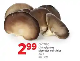 Avril champignons pleurotes noirs bios offer