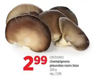 Avril champignons pleurotes noirs bios offer