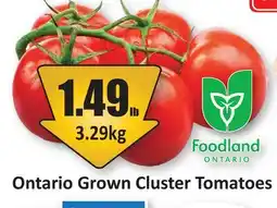 Starsky Ontario Grown Cluster Tomatoes offer