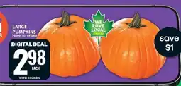 Food Basics Large Pumpkins offer