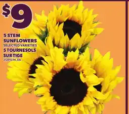 Independent City Market 5 STEM SUNFLOWERS TOURNESOLS offer